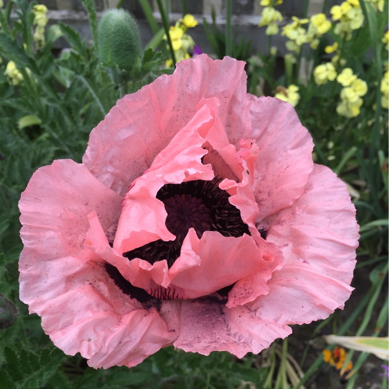 Plant image Papaver orientale 'Patty's Plum'