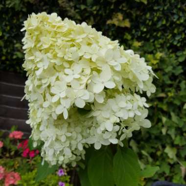 Hydrangea 'Limelight'