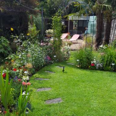 Jayne's garden