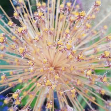 Allium 'White Giant'