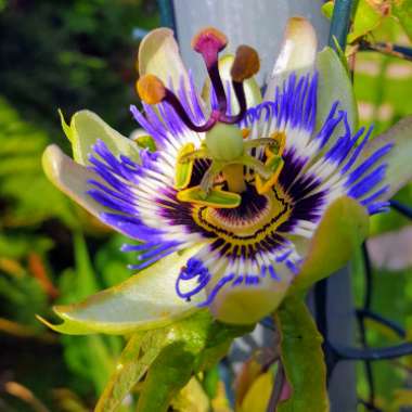 Passion Flower