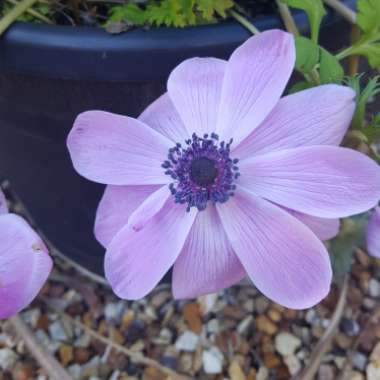Poppy Flowered Anemone 'Harmony Blue'