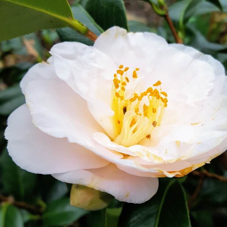 plant image 953309