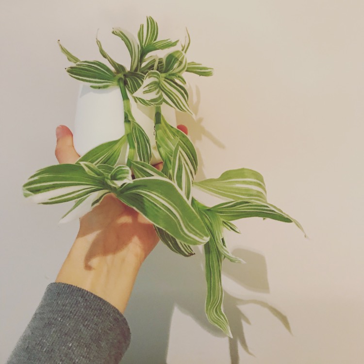 Plant image Tradescantia fluminensis 'Variegata'