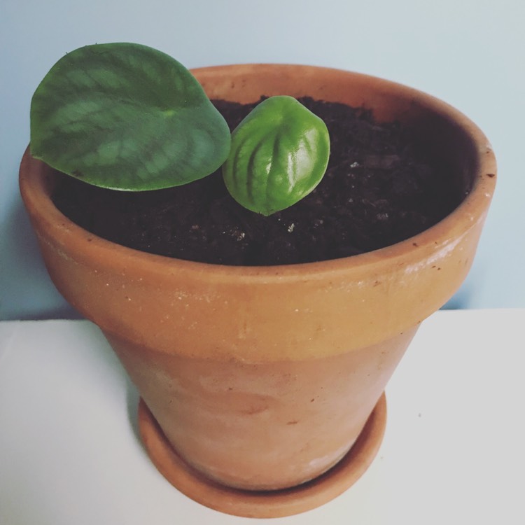 Plant image Peperomia sandersii