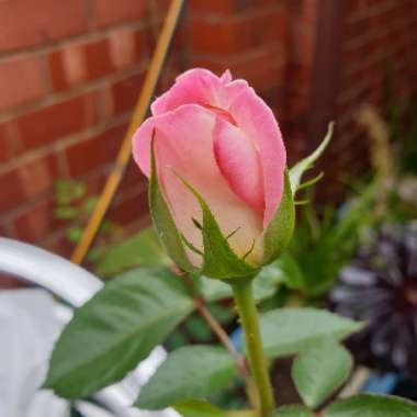Rose 'Princesse de Monaco' (Hybrid Tea)