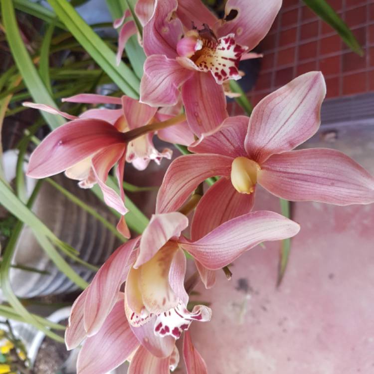 plant image 556481