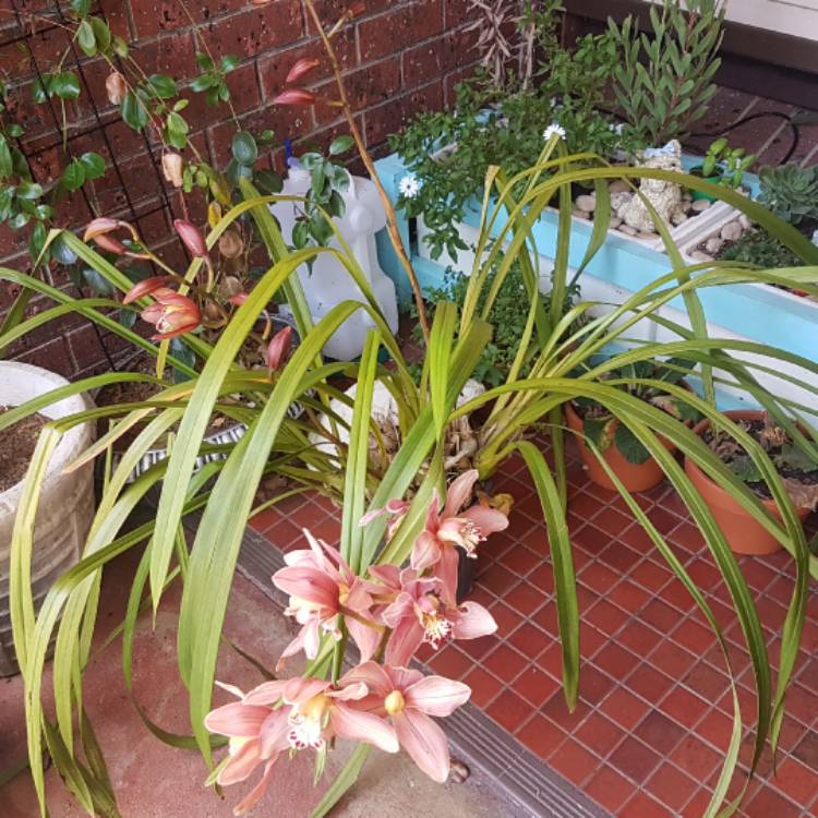 plant image 556482