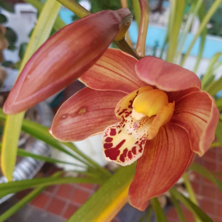 plant image 556483