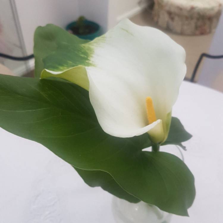 Plant image Zantedeschia aethiopica 'Green Goddess'