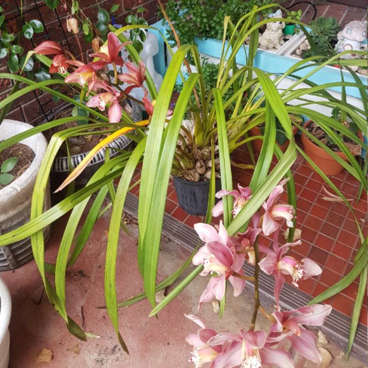 plant image 562341