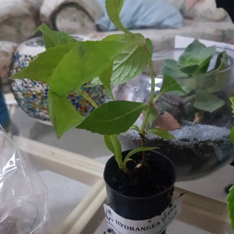 plant image 565284