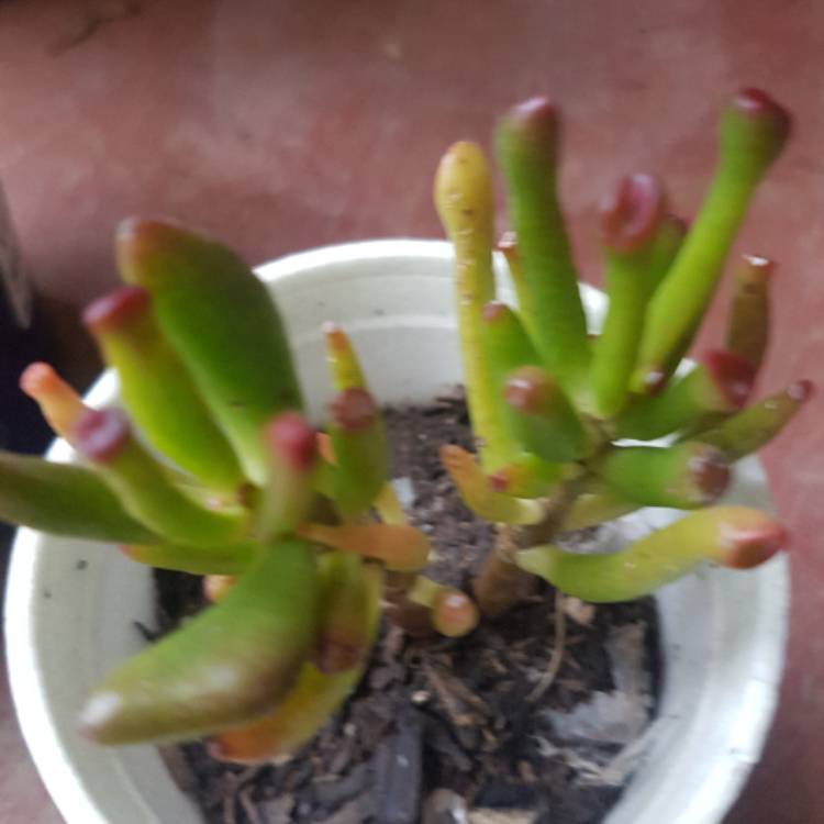 plant image 568605