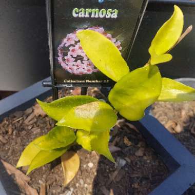 Hoya Carnosa
