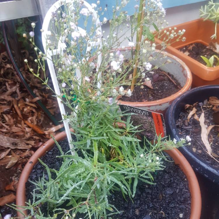 Plant image Gypsophila Paniculata 'Festival Pink'