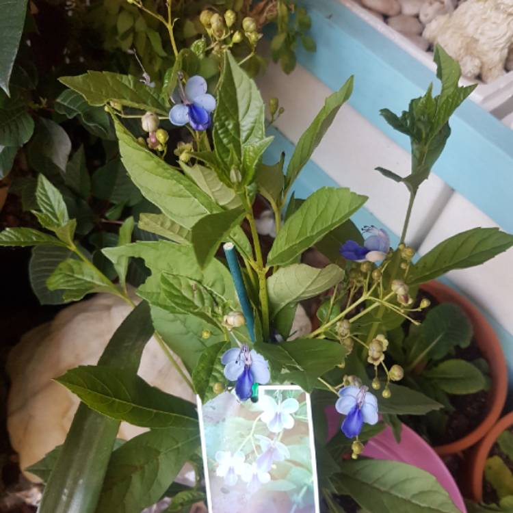 Plant image Clerodendrum Ugandense