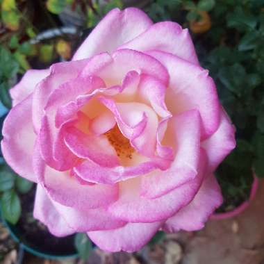 Rosa 'Meimagarmic' syn. Rosa 'Princesse de Monaco', Rosa 'Princess Of Monaco', Rosa 'Grace Kelly', Rosa 'Princess Grace', Rosa 'Princesse Grace de Monaco'