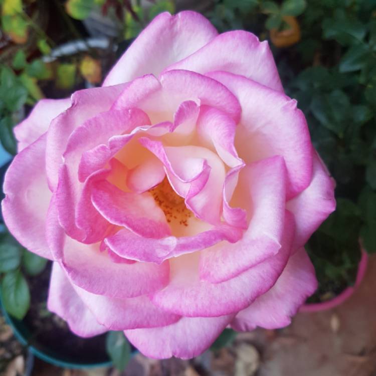 plant image 654545