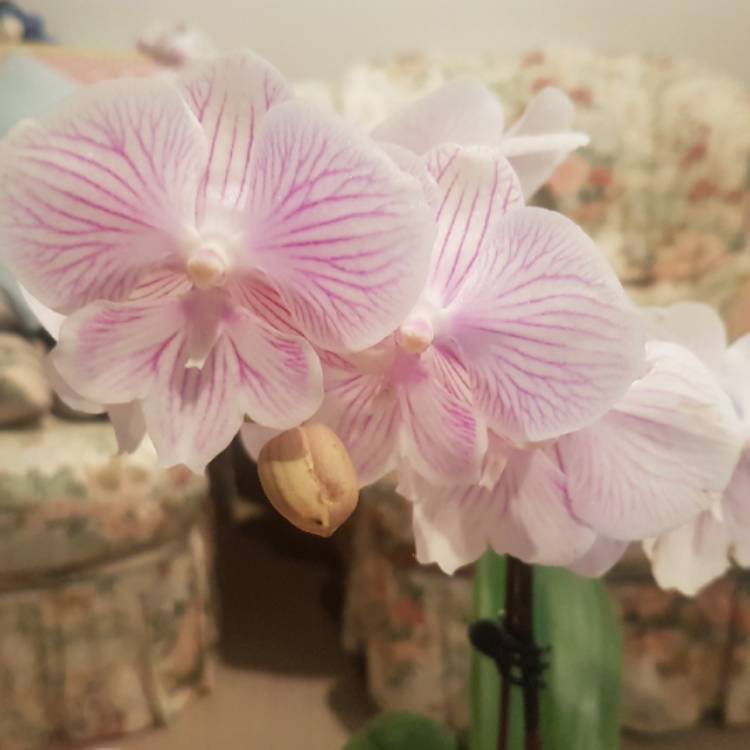 plant image 727495 plant image 727495