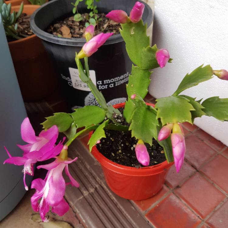 Plant image Schlumbergera truncata Rosa Palido