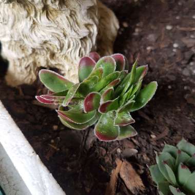 Crassula Ciliata