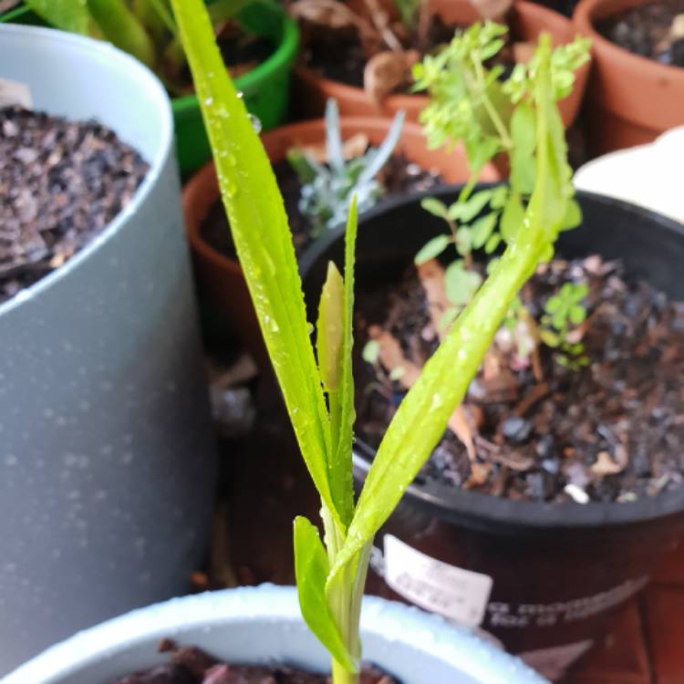 plant image 844668 plant image 844668