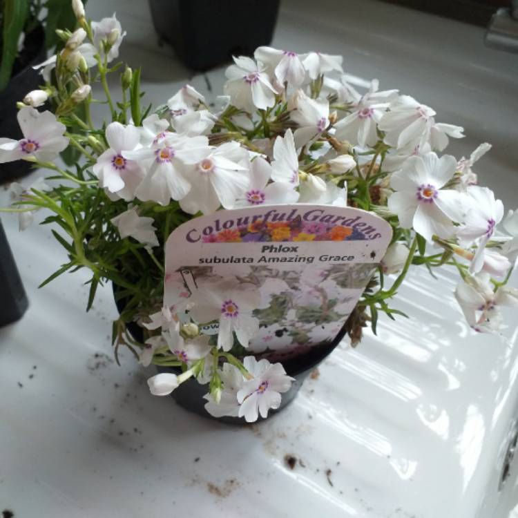 plant image 1011808