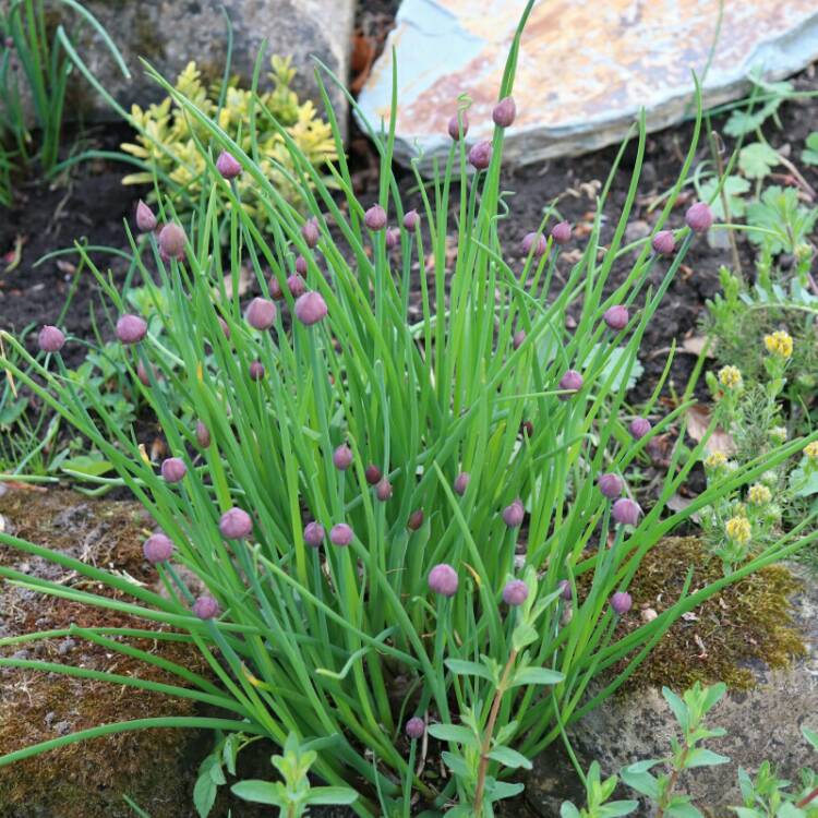 Plant image Allium schoenoprasum