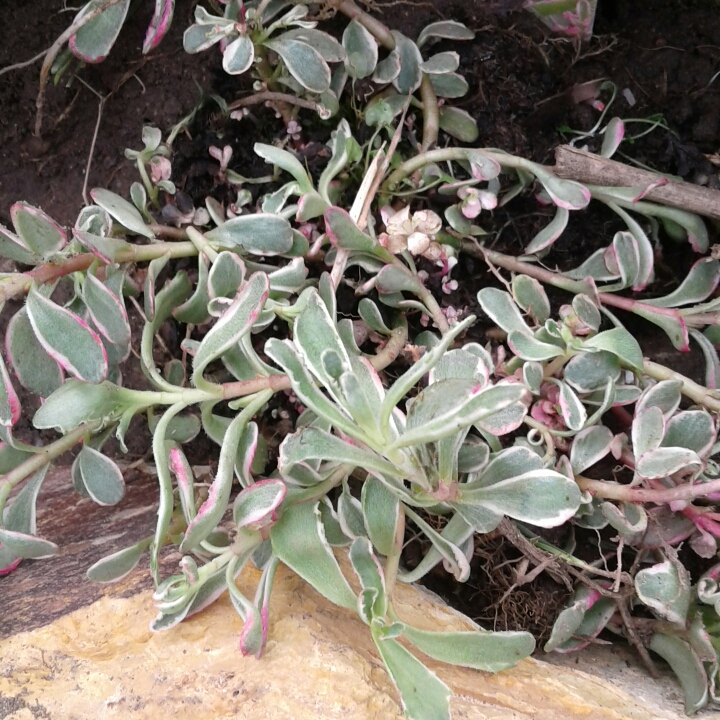 Plant image Sedum Spurium Tricolor