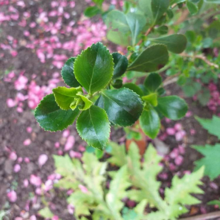 plant image 1020737
