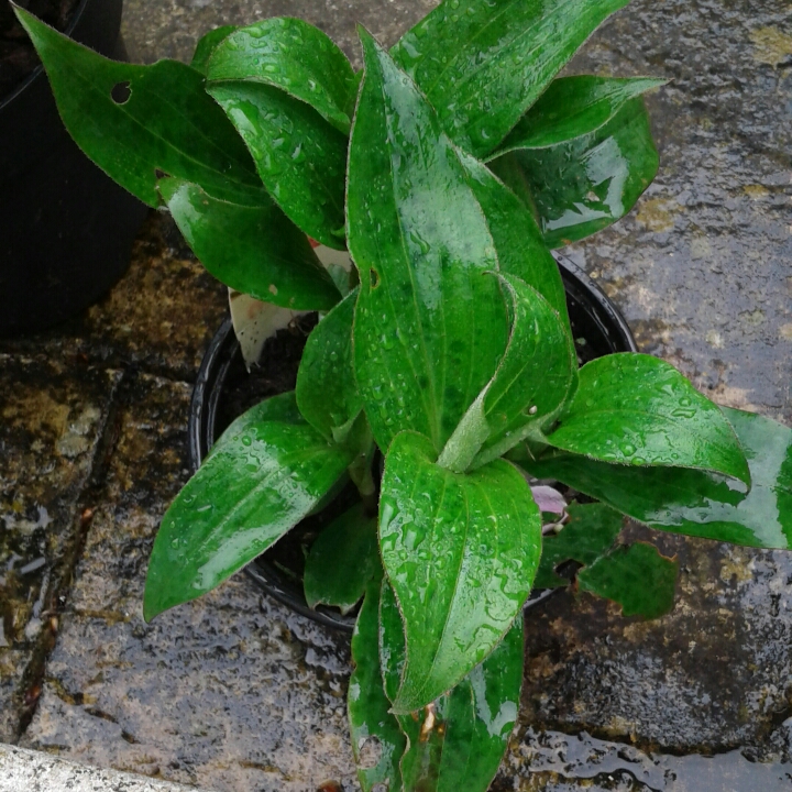 plant image 1022224
