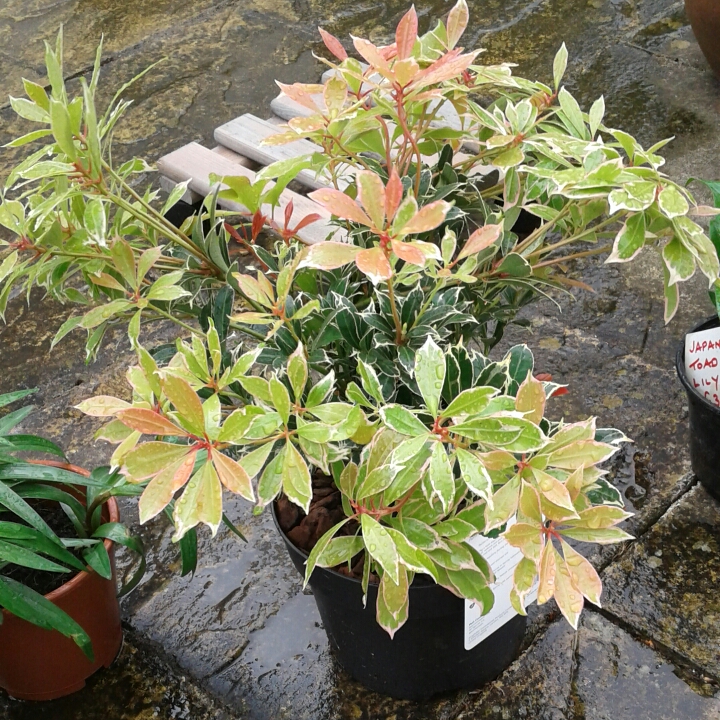 plant image 1022228 plant image 1022228