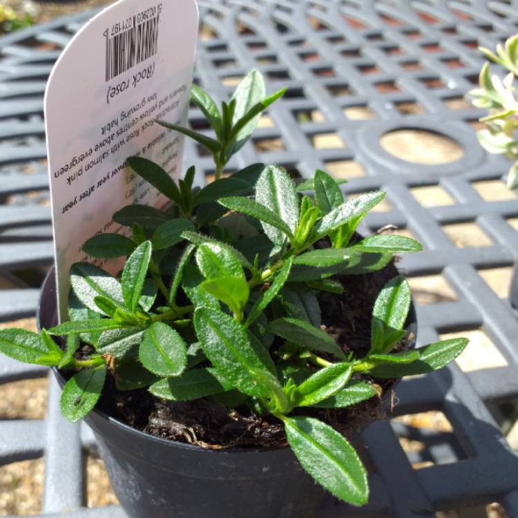 plant image 1028254