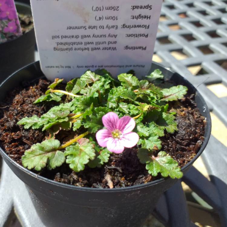 Plant image Erodium x variabile 'Flore Pleno'