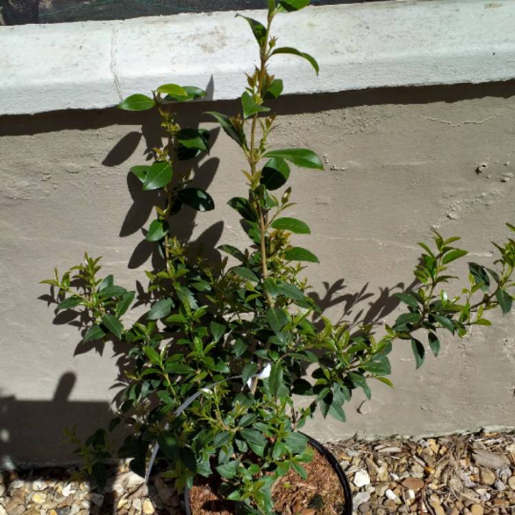 plant image 1031735