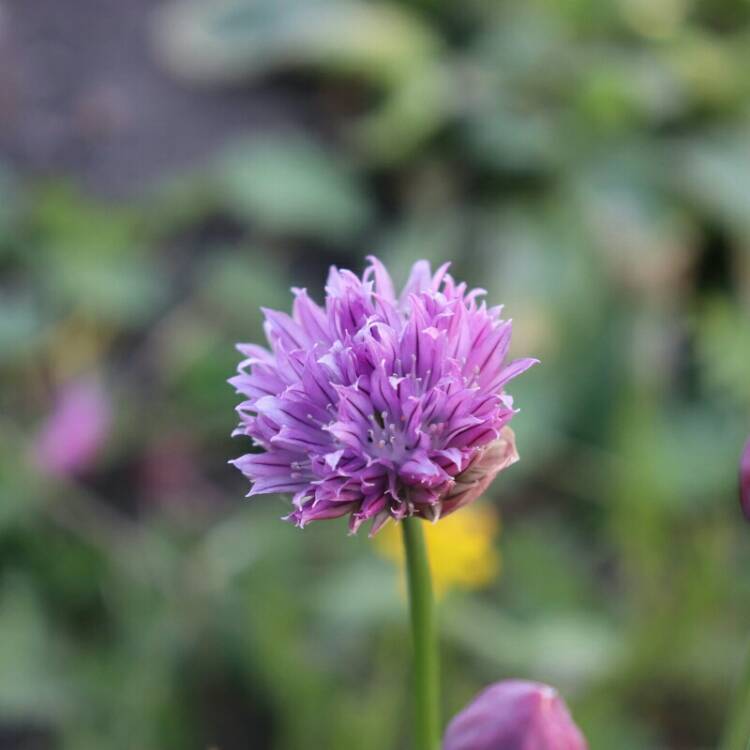 plant image 1042563