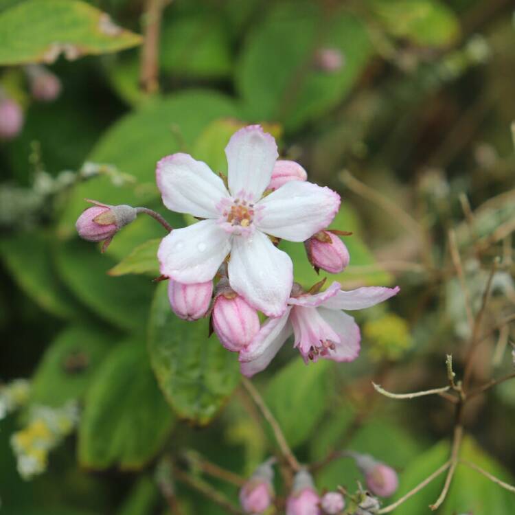 plant image 1058866 plant image 1058866