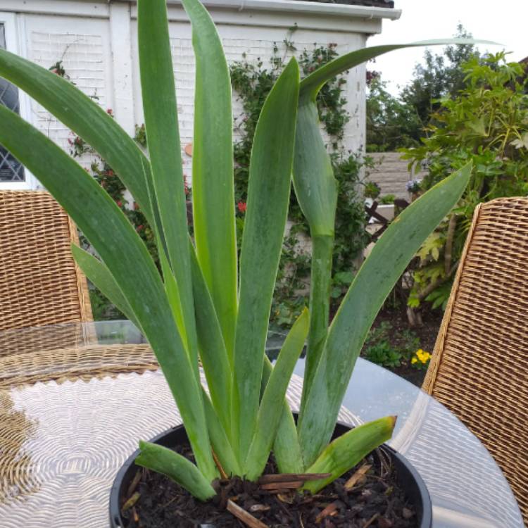 plant image 1059371