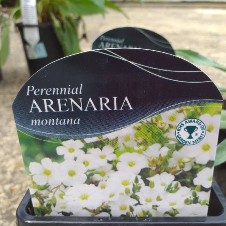 plant image 1060362