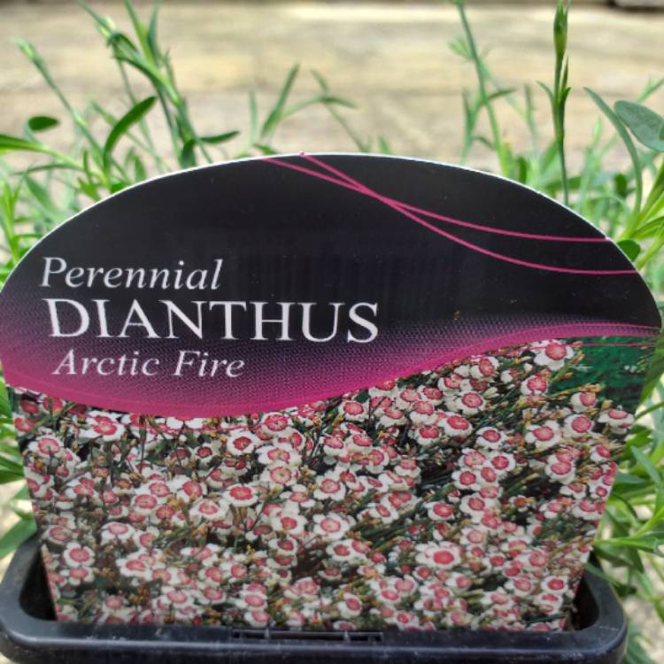 plant image 1060379