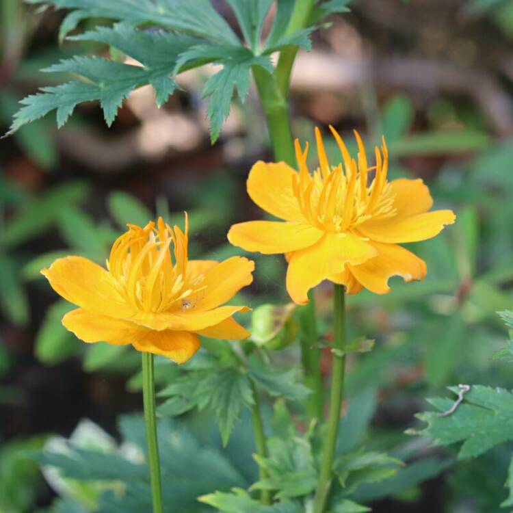 Plant image Trollius chinensis 'Golden Queen'