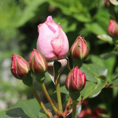 Rosa 'Mum In A Million' syn.  Rosa 'Mille'