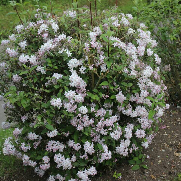 plant image 1070149 plant image 1070149