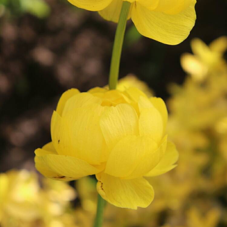 Plant image Trollius 'Lemon Queen'