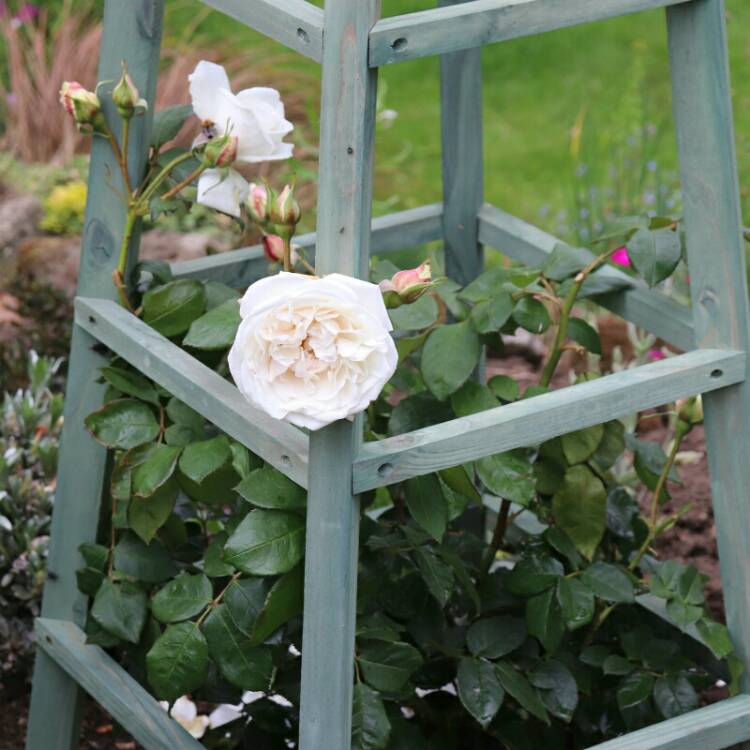 plant image 1087534 plant image 1087534
