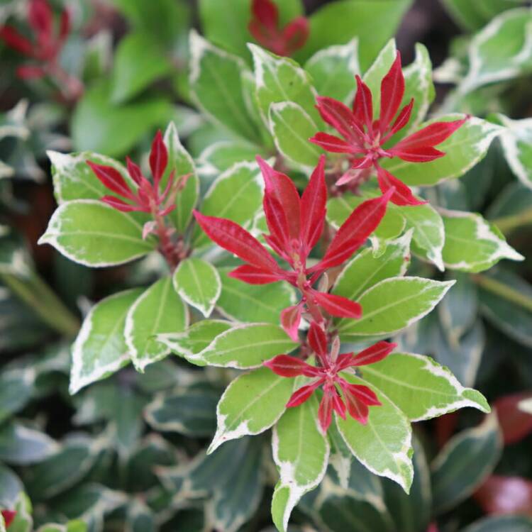 plant image 1089781 plant image 1089781