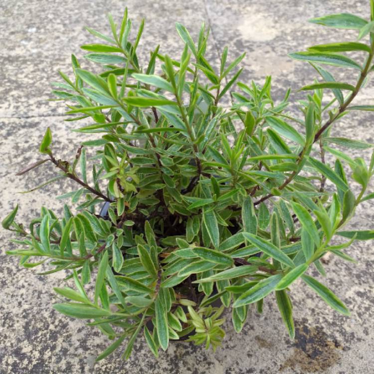 plant image 1099025