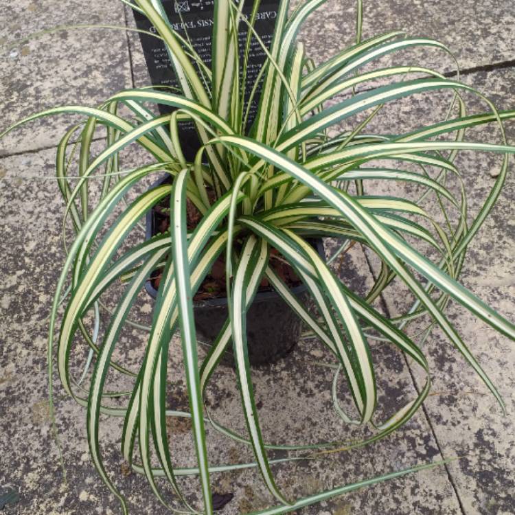 plant image 1099027 plant image 1099027