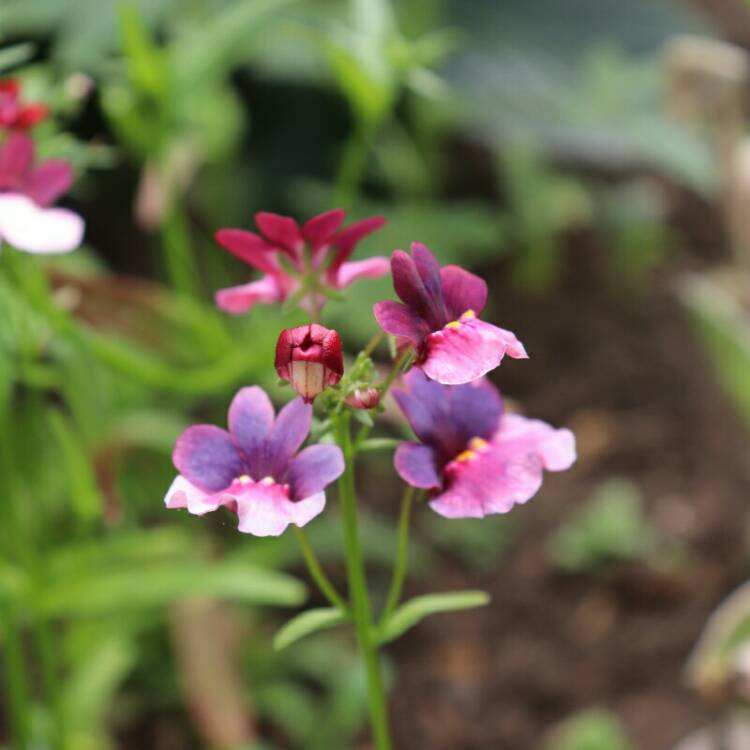Plant image Nemesia 'Carnival Mix' (mix)