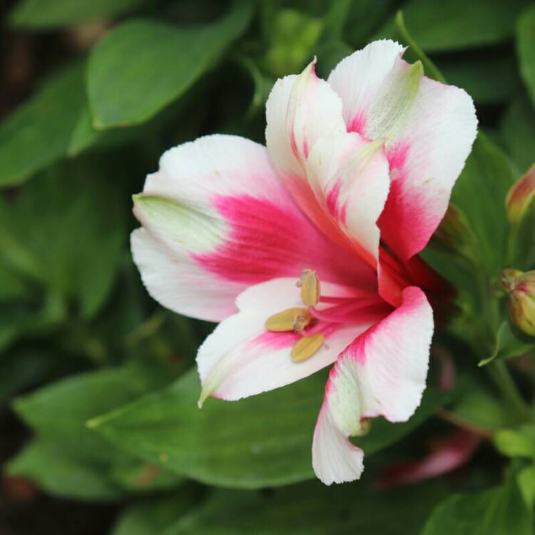 plant image 1117688